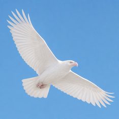 Encoding image for albi<del>no</del> + celeste