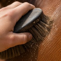 Illustration for to brush