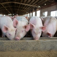 Illustration for pig, swine, porcine