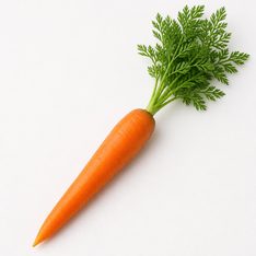 Illustration for carrot