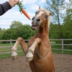 Encoding image for zany + horse + -ia